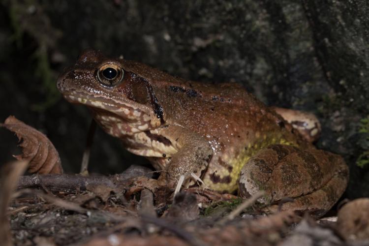 Grenouille rousse © Johann Chrétien - PnrFO