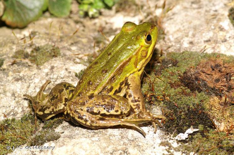 Grenouille de Lessona © J. C. de Masary - INPN