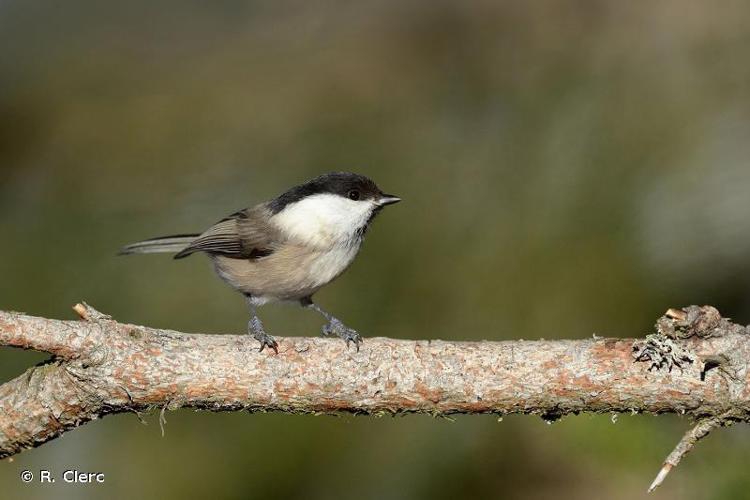 Mésange boréale © R. Clerc - INPN