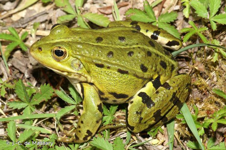 Grenouille verte (La), Grenouille commune © J. C. de Masary - INPN