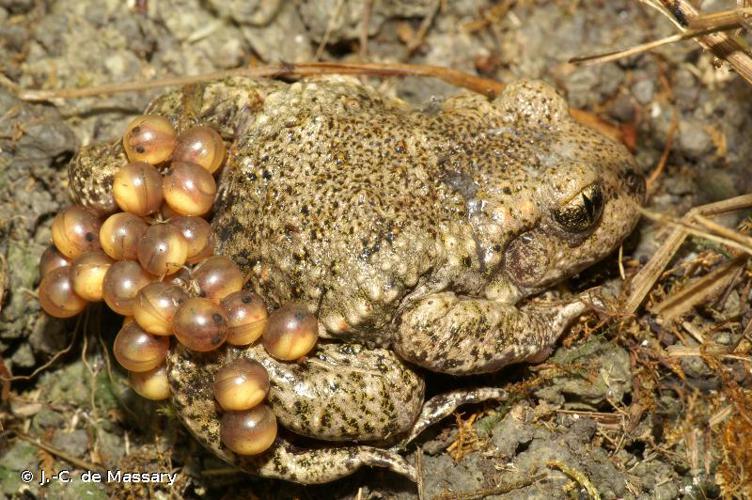 Alyte accoucheur (L'), Crapaud accoucheur © J. C. de Masary - INPN