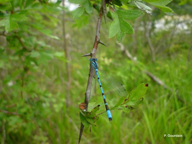 Agrion porte-coupe - mâle © P. Gourdain - INPN