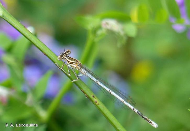 Agrion à larges pattes, Pennipatte bleuâtre © A. Lacoeuilhe - INPN