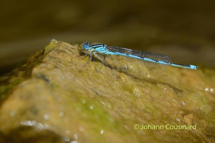 Agrion de Vander Linden, Naïade de Vander Linden © J. Cousinard - INPN