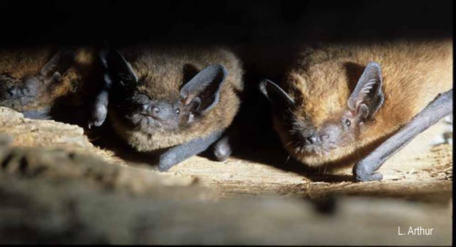 Pipistrelle commune © L. Arthur - INPN