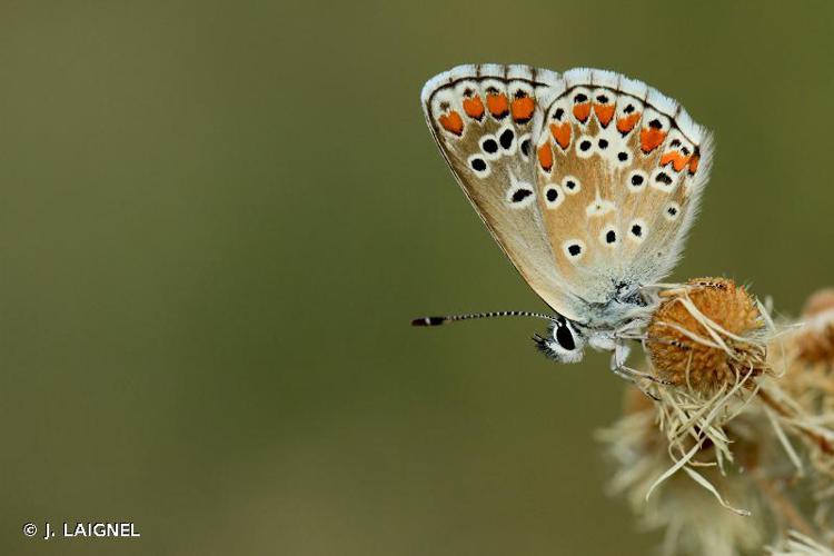 Collier-de-corail (Le), Argus brun (L') © J. Laignel - INPN