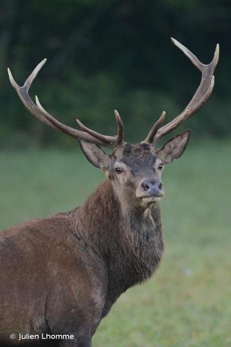 Cerf élaphe © J. Lhomme - INPN