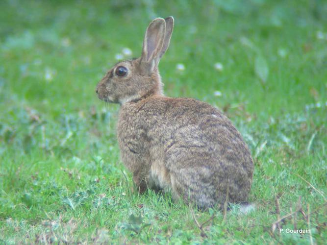 Lapin de garenne © P. Gourdain - INPN