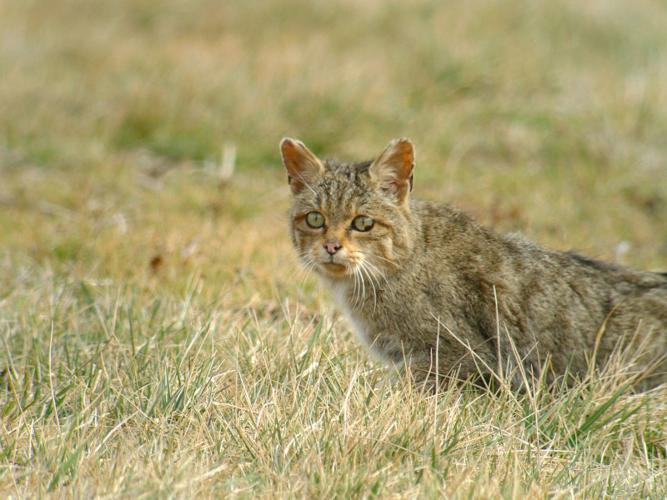 Chat sauvage, Chat forestier © Fabrice Croset - PnrFO