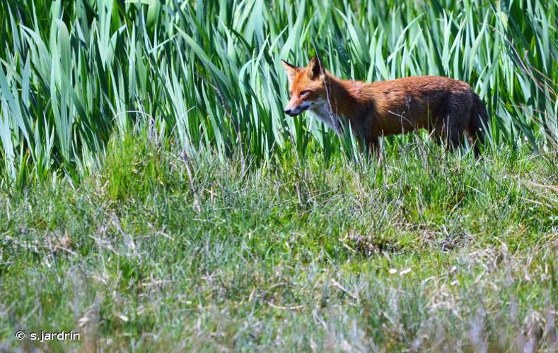 Renard roux, Renard, Goupil © S. Jardin - INPN