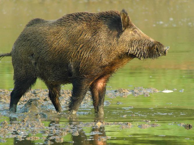 Sanglier © Fabrice Croset - PnrFO