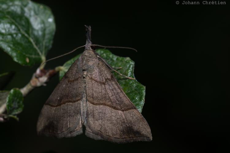 Noctuelle à museau (La) © Johann Chrétien - PnrFO