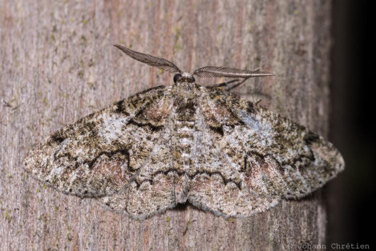 Boarmie des Lichens (La) © Johann Chrétien - PnrFO