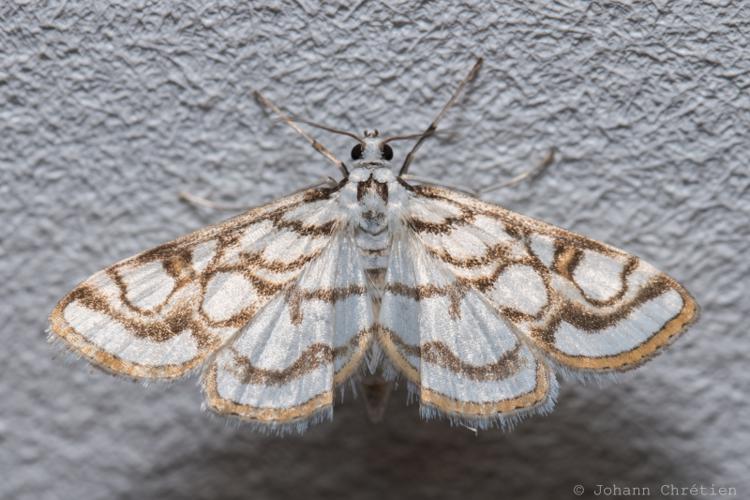 Nymphula nitidulata © Johann Chrétien - PnrFO