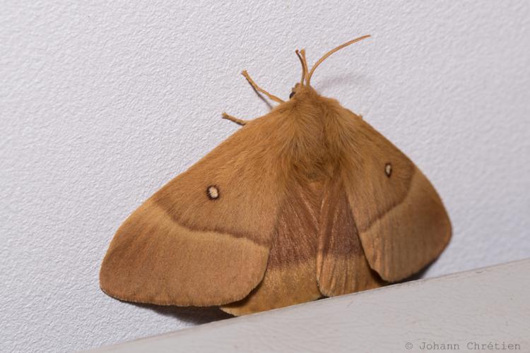 Bombyx du Chêne (Le) © Johann Chrétien - PnrFO