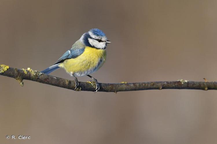 Mésange bleue © R. Clerc - INPN