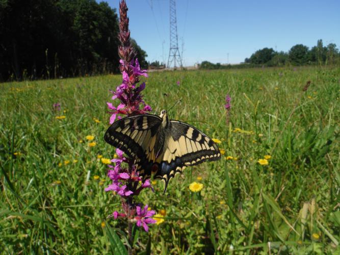 Machaon (Le), Grand Porte-Queue (Le) © Fabrice Joachim - PnrFO