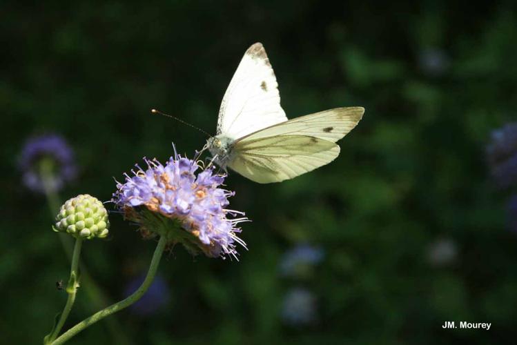 Piéride du Navet (La), Papillon blanc veiné de vert (Le) © JM. Mourey - INPN