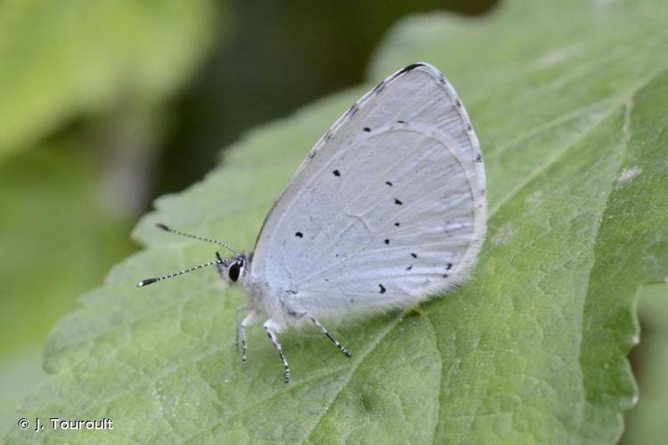 Azuré des Nerpruns (L') © J. Touroult - INPN