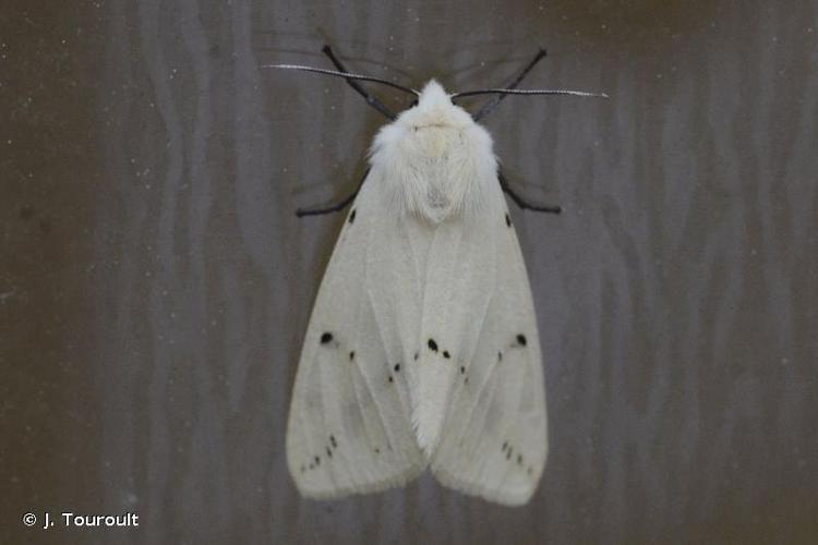 Ecaille Lièvre (L') © J. Touroult - INPN