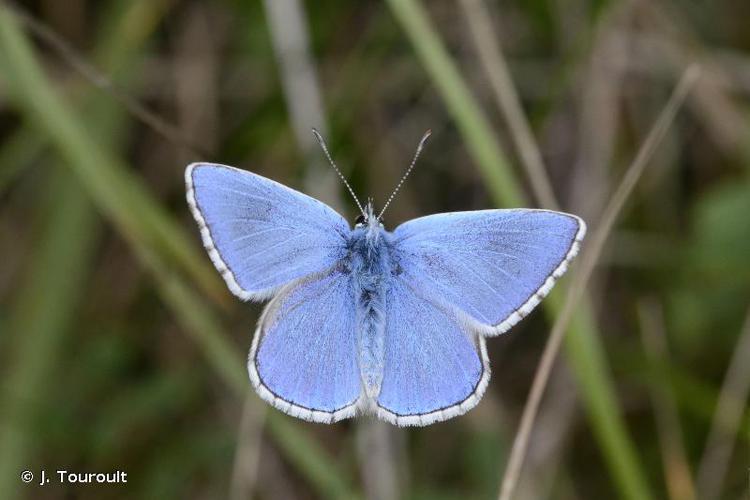 Azuré bleu-céleste (L'), Bel-Argus (Le), © J. Touroult - INPN