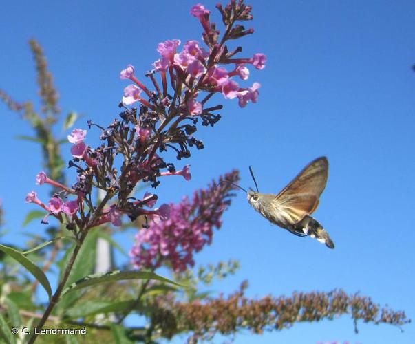 Moro-Sphinx (Le), Sphinx du Caille-Lait (Le) © C. Lenormand - INPN