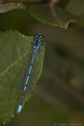 Agrion jouvencelle © Johann Chrétien - PnrFO