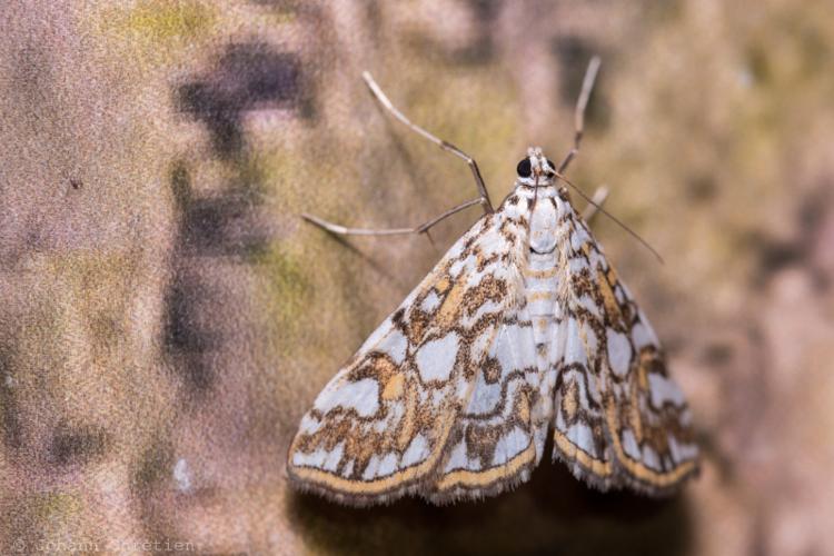 Elophila nymphaeata © Johann Chrétien - PnrFO