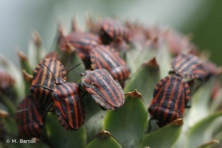 Punaise arlequin © M. Bartoli - INPN