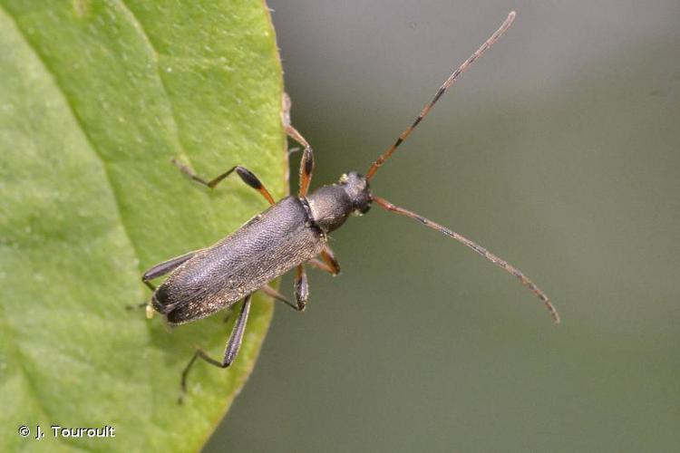 Grammoptera ruficornis © J. Touroult - INPN