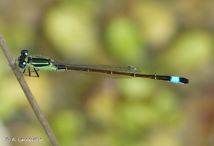 Agrion élégant - INPN © A. Lacoeuilhe