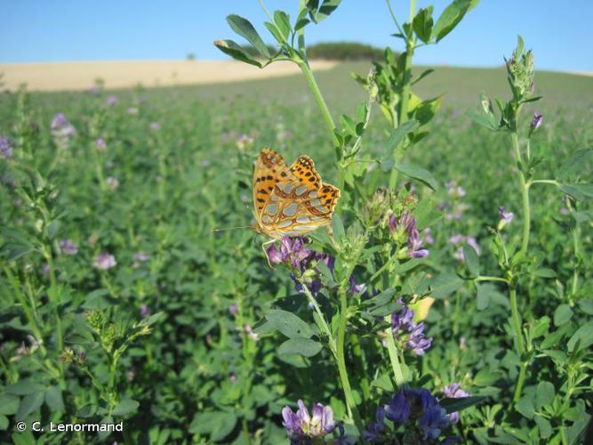 Petit Nacré (Le), Latonia (Le), Lathone (Le) © C. Lenormand - INPN