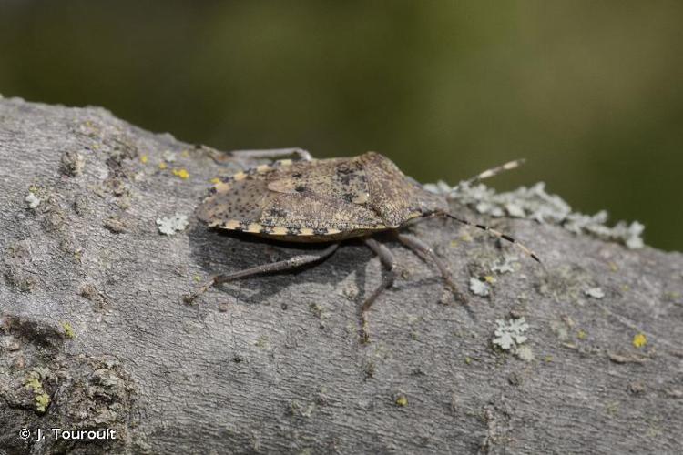 Punaise nébuleuse, Punaise grise © J. Touroult - INPN