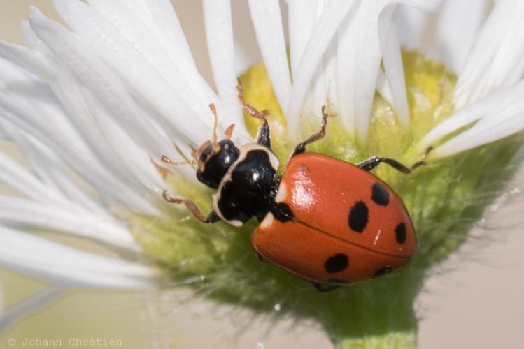 Coccinelle des friches © Johann Chrétien - PnrFO