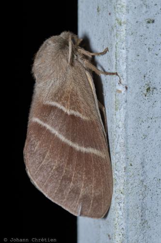 Bombyx de la Ronce (Le), Polyphage (La) © Johann Chrétien - PnrFO