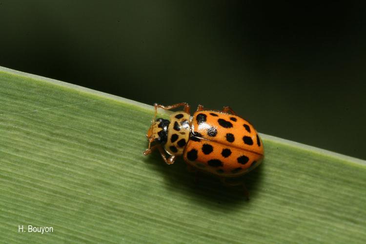 Coccinelle à dix-neuf points © H. Bouyon - INPN