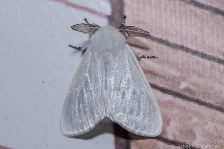 Bombyx du Saule (Le), Apparent (L') © Johann Chrétien - PnrFO