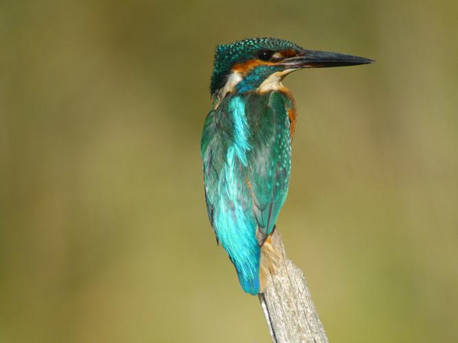 Martin-pêcheur d'Europe © Fabrice Croset - PnrFO