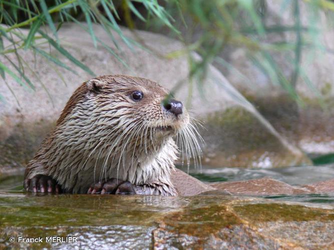 Loutre © F. Merlier - INPN