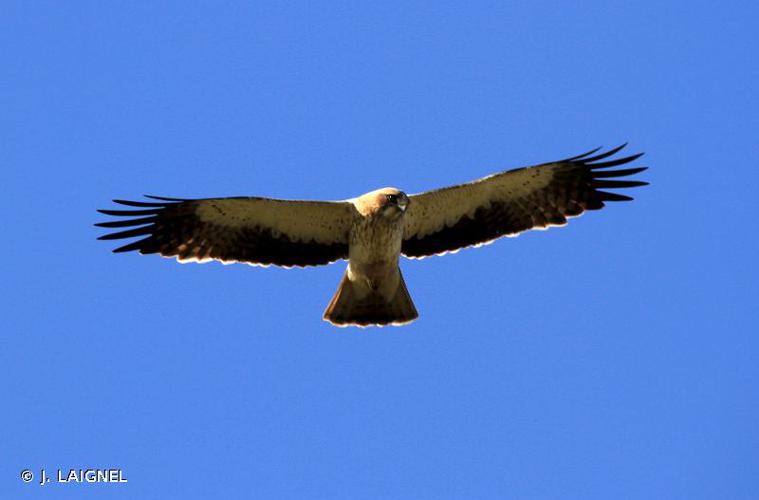 Aigle botté © J. Laignel - INPN