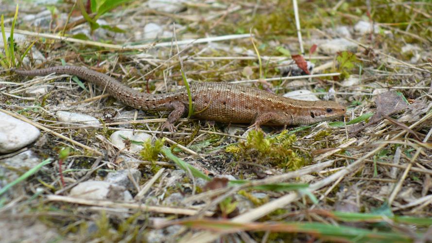 Lézard vivipare (Le) © Aurélie Grison - PnrFO