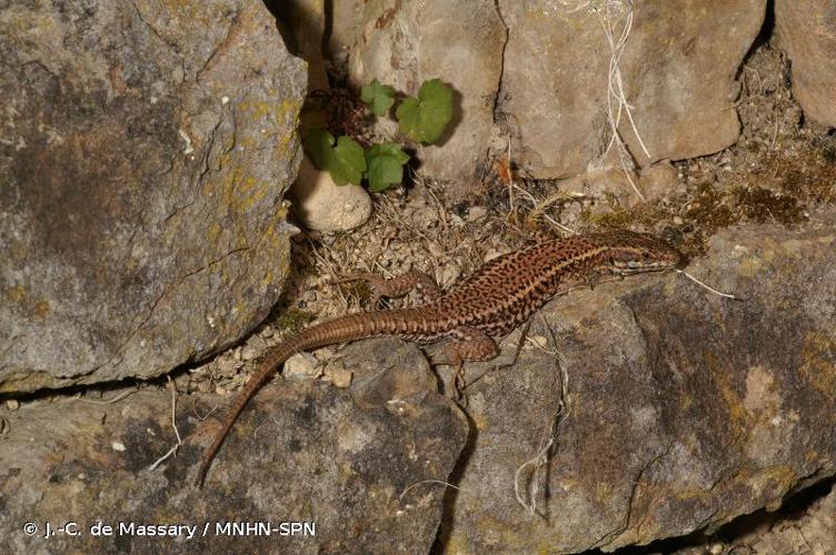 Lézard des murailles (Le) © Anthony Cauchy - PnrFO