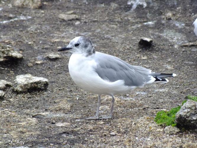 Mouette de Sabine © C. Roy - INPN