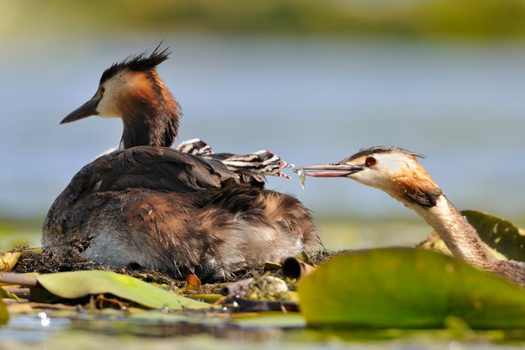 Grèbe huppé © Christine Tomasson - PnrFO