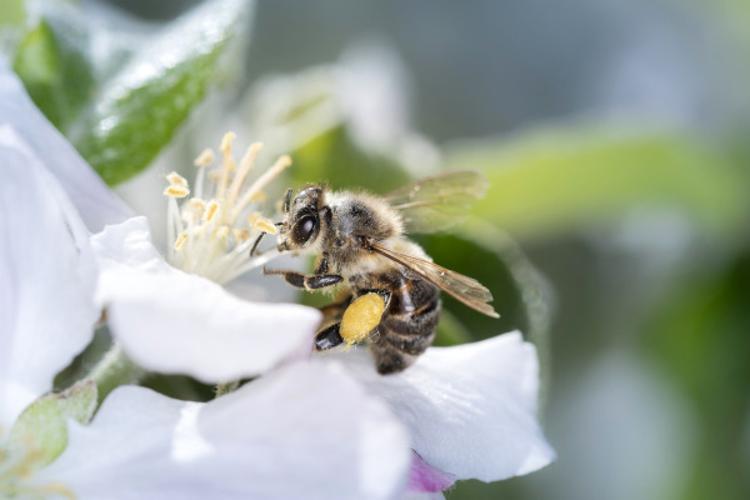 Abeille domestique © Anthony Cauchy - PnrFO