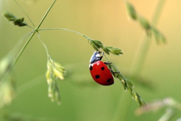 Coccinelle à 7 points © Anthony Cauchy - PnrFO