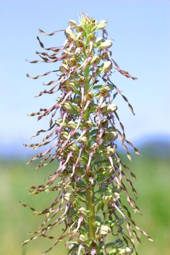 Orchis bouc © Anthony Cauchy - PnrFO