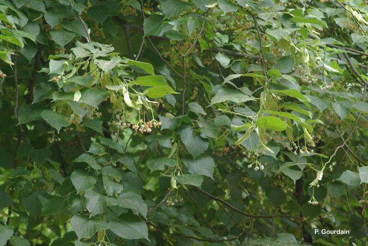 Tilleul à petites feuilles, Tilleul des bois © P. Gourdain - INPN
