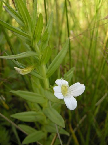 Gratiole officinale © F. Joachim - PnrFO