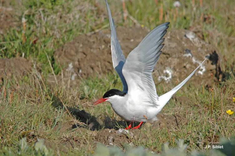 Sterne arctique au nid - Grindavik © J.P. Siblet